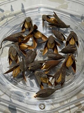 20 Natural Dried Seed Pods - Brown Decorative Accents